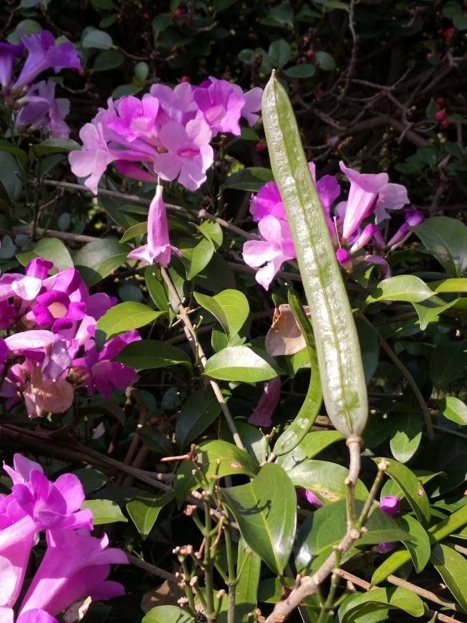 Mansoa alliacea fruit