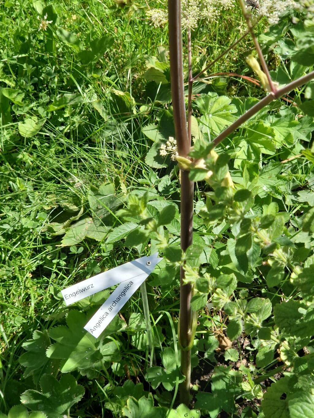 Laser archangelica other