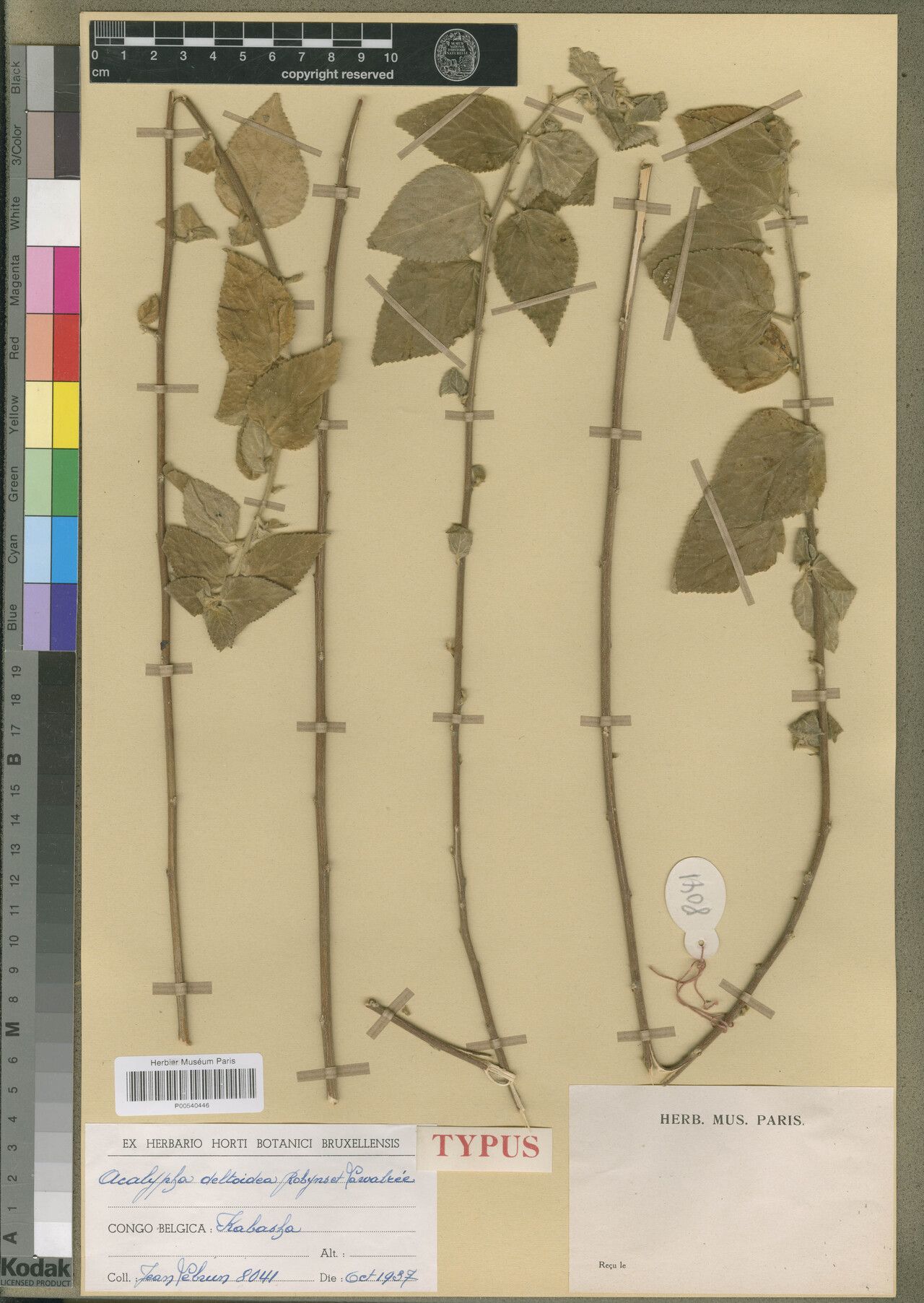 Acalypha deltoidea — houseplant care guide