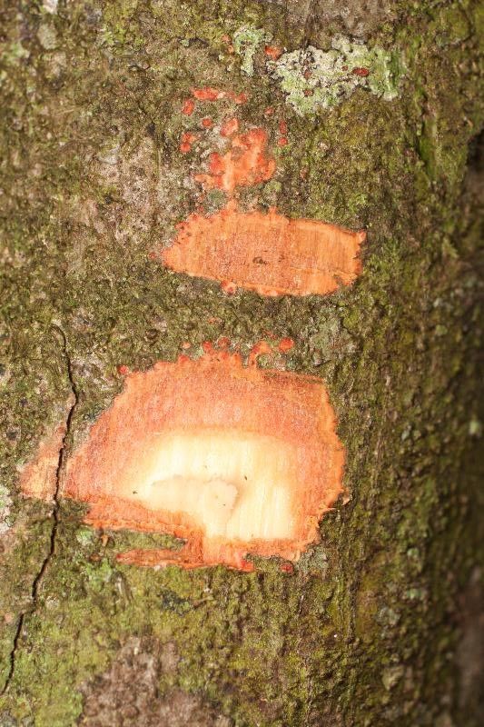 Talisia simaboides other