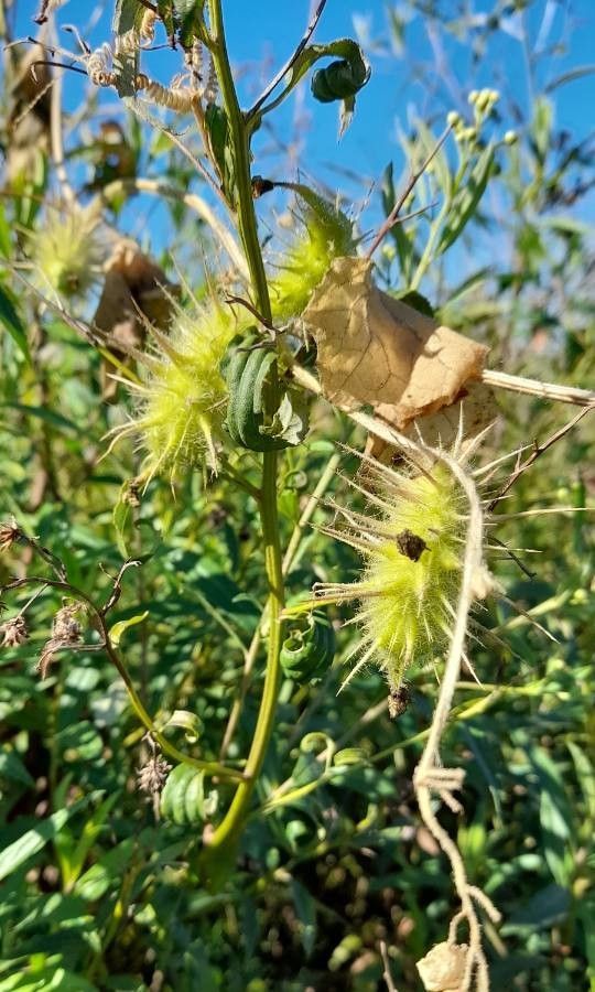 Echinopepon racemosus other