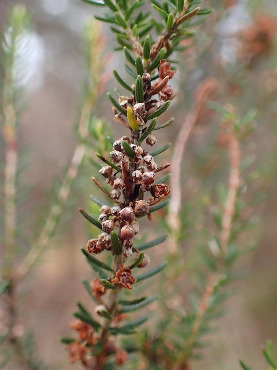 Erica scoparia fruit