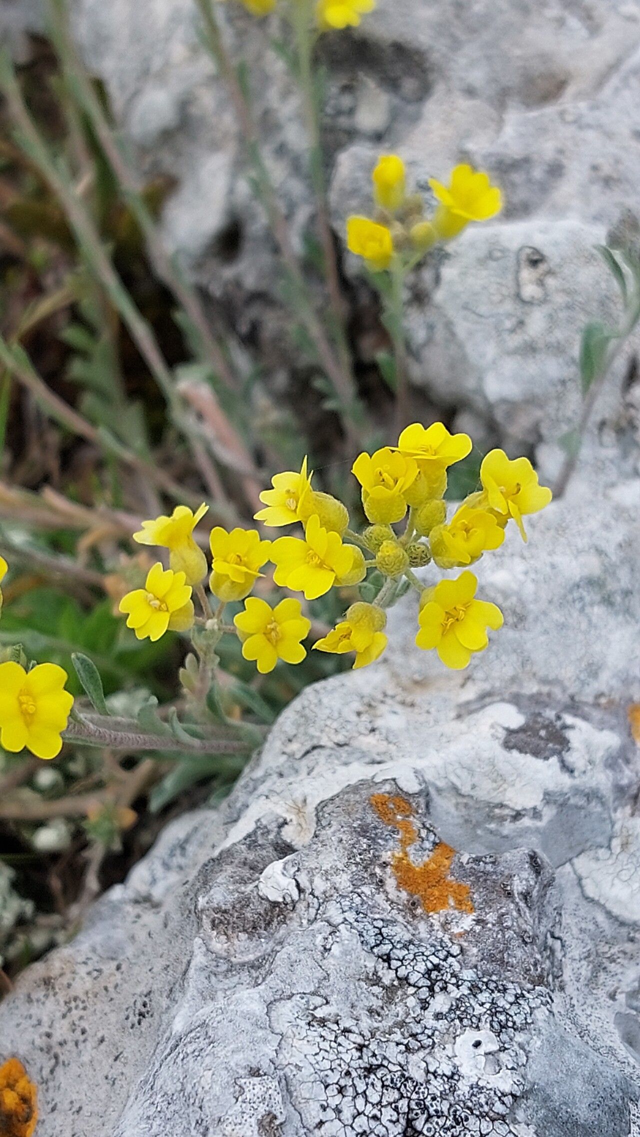 Alyssum diffusum flower