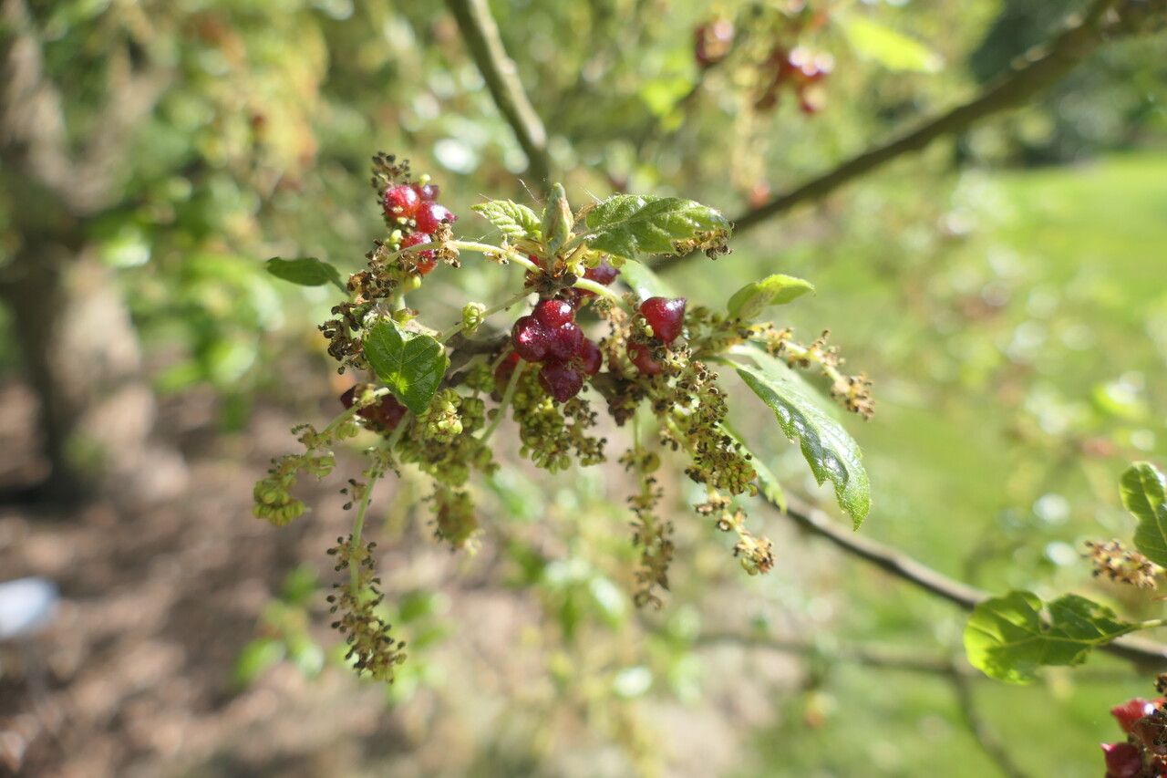 Quercus crenata flower