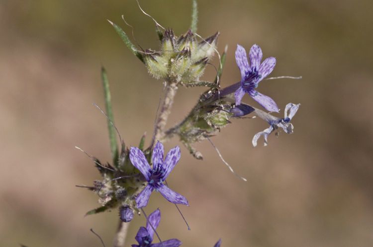 Ipomopsis multiflora habit