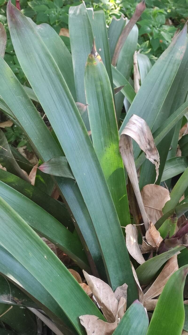 Vriesea platynema — houseplant care guide