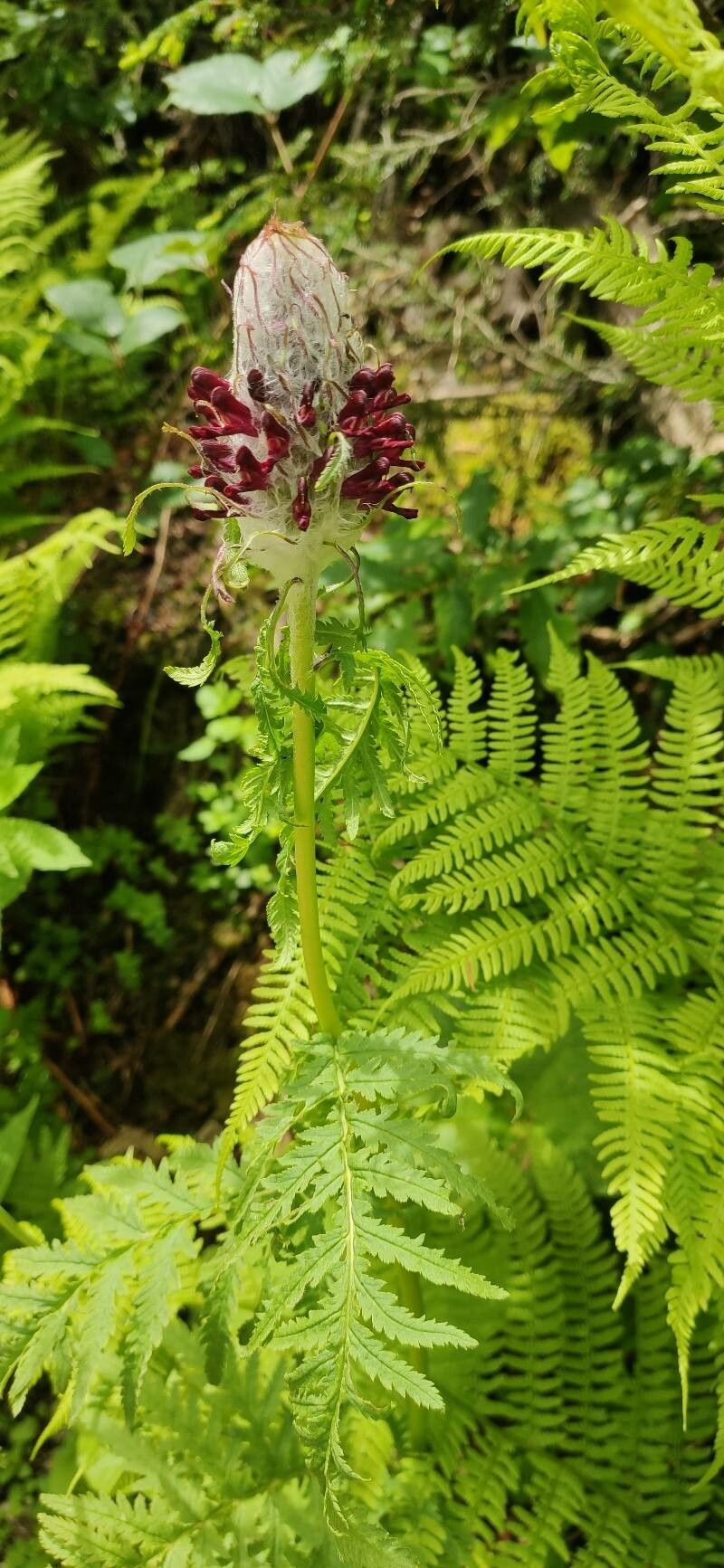 Pedicularis atrosanguinea — houseplant care guide