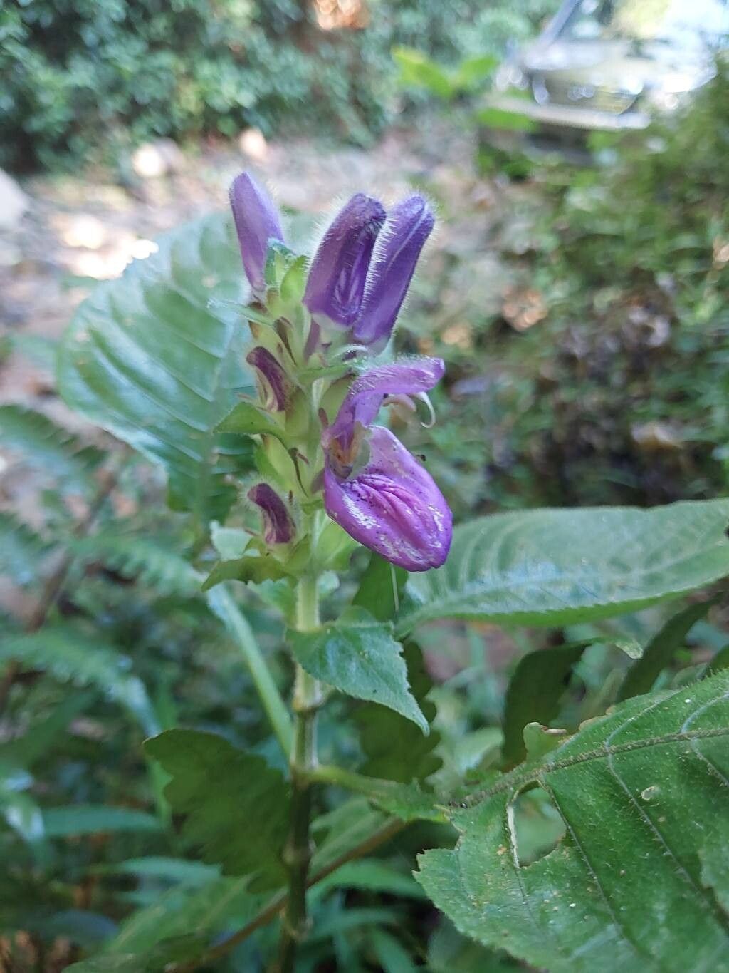 Brillantaisia madagascariensis other