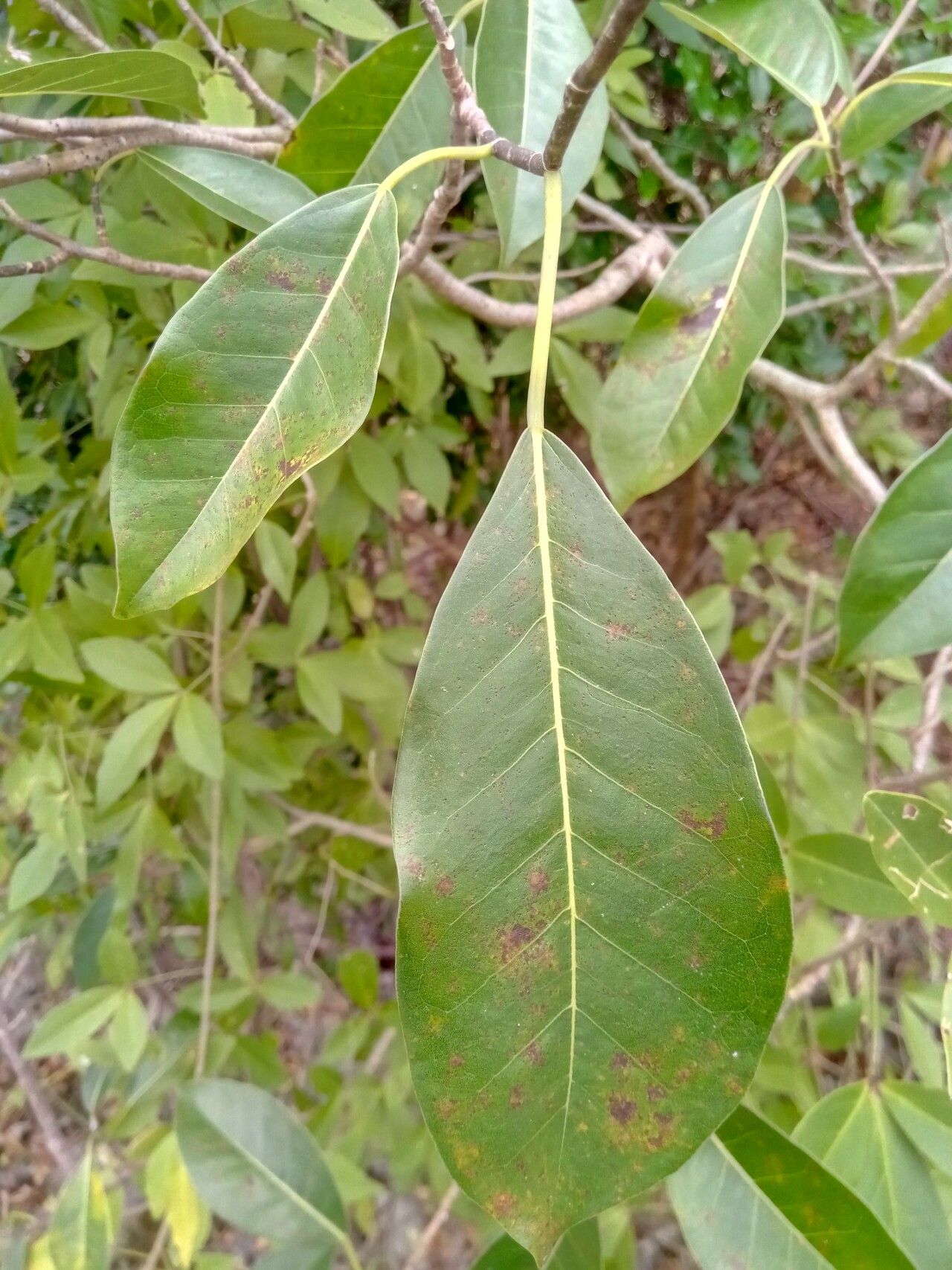 Ficus grevei — houseplant care guide