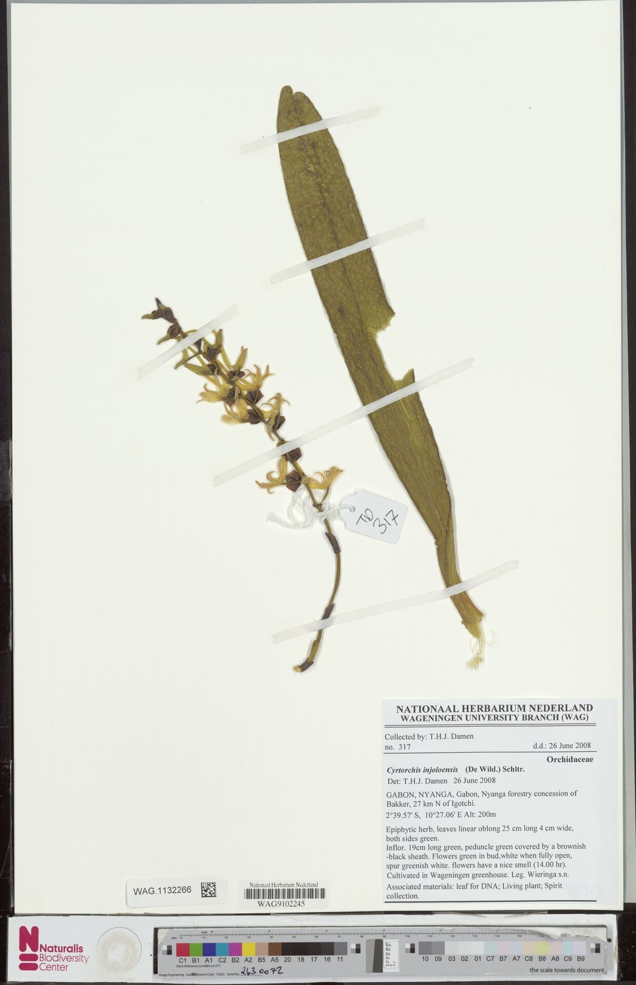 Cyrtorchis injoloensis — houseplant care guide