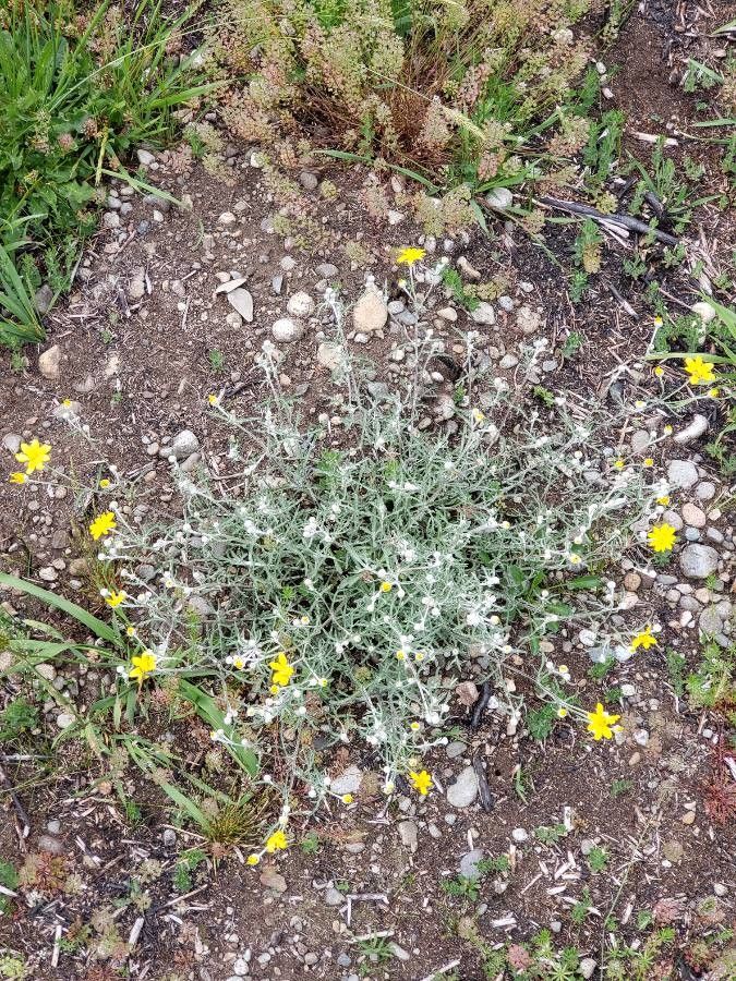 Eriophyllum lanatum leaf