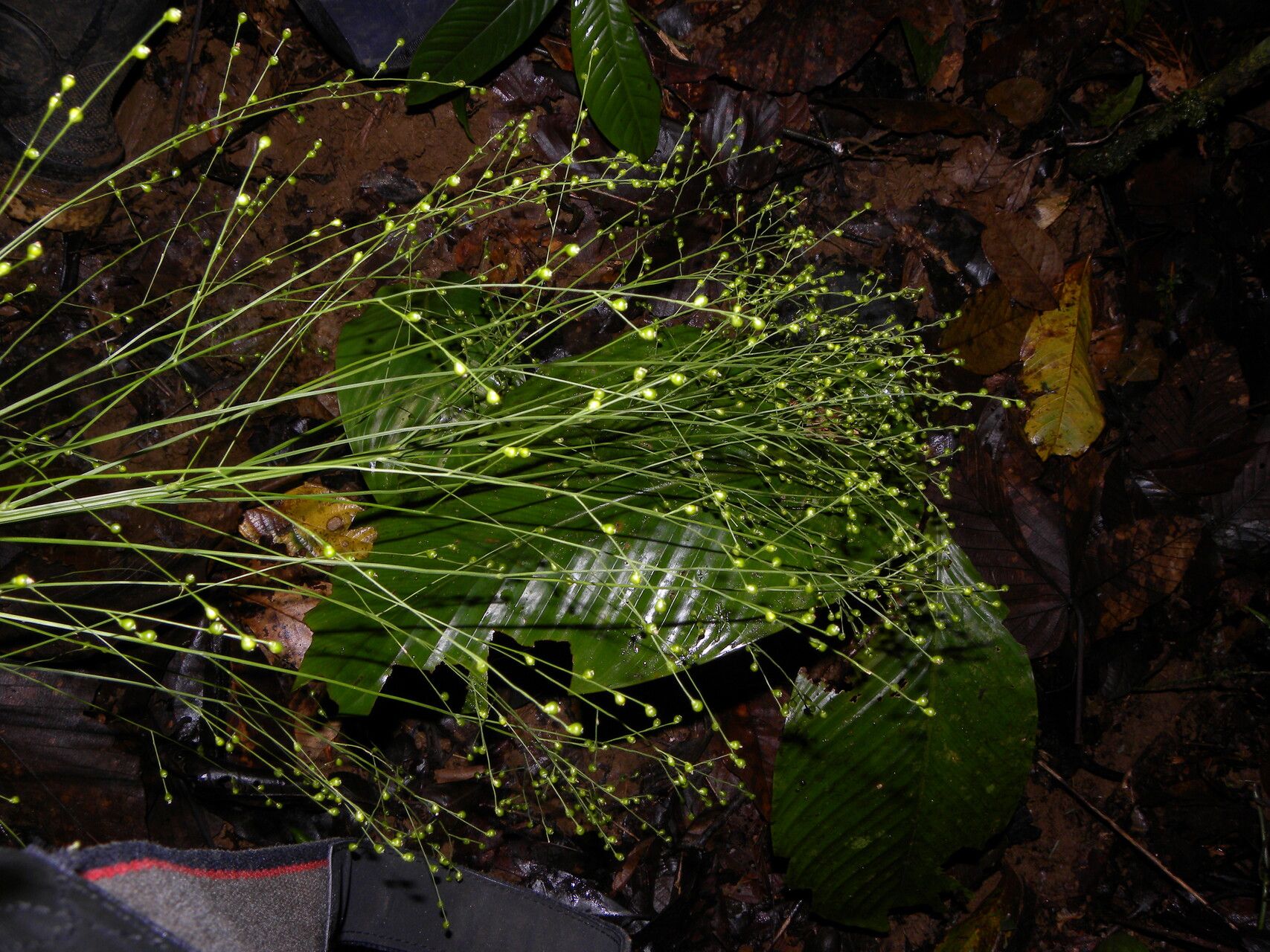 Lasiacis procerrima habit