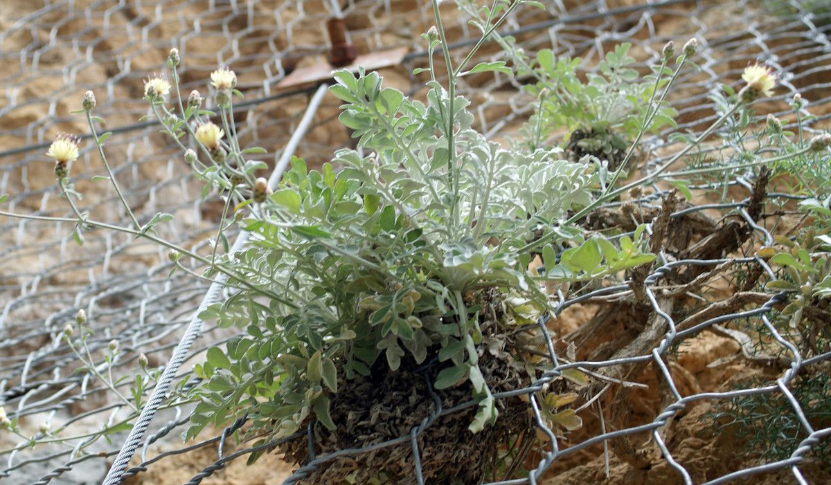 Centaurea argentea habit