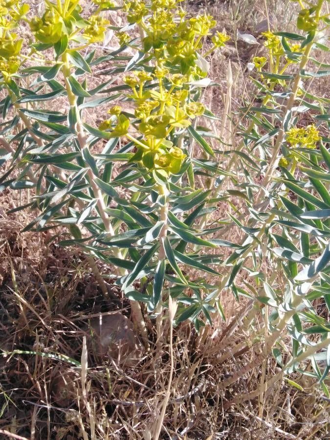 Euphorbia macroclada — houseplant care guide