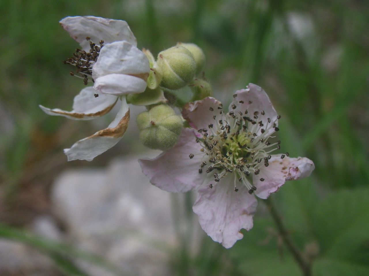 Rubus × collinus flower