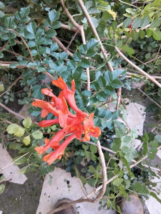 Tecomaria capensis leaf