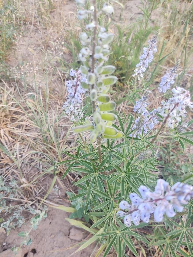 Lupinus argenteus fruit
