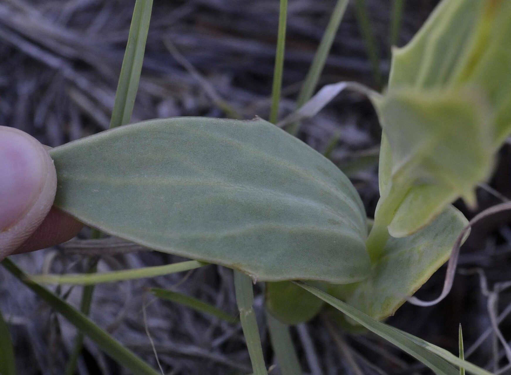 Senecio ruwenzoriensis leaf