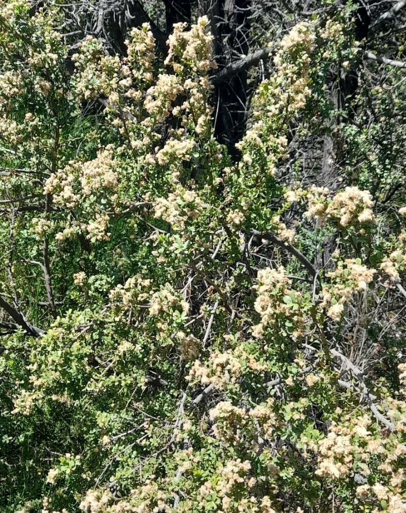 Baccharis obovata habit