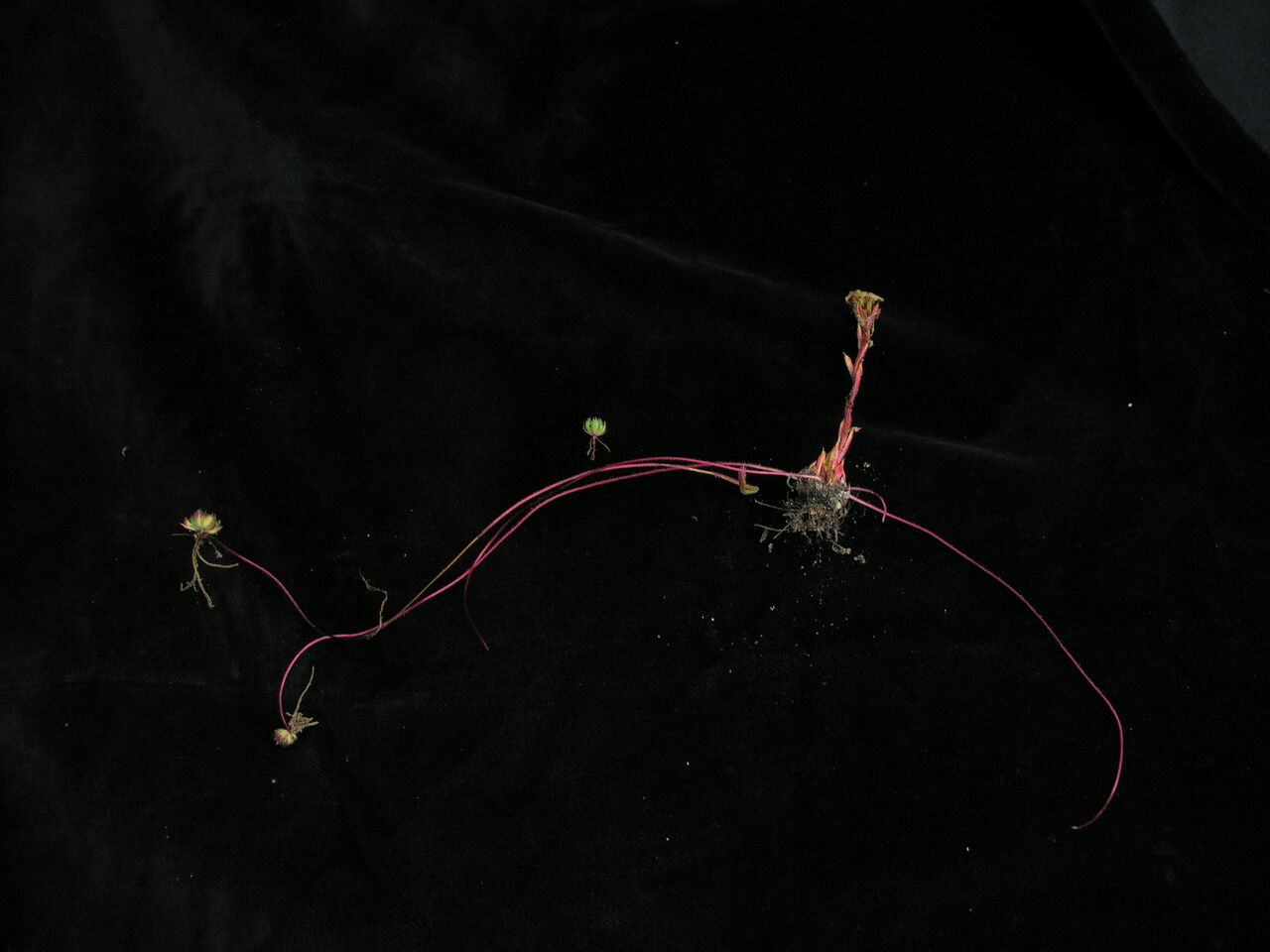 Saxifraga stenophylla — houseplant care guide