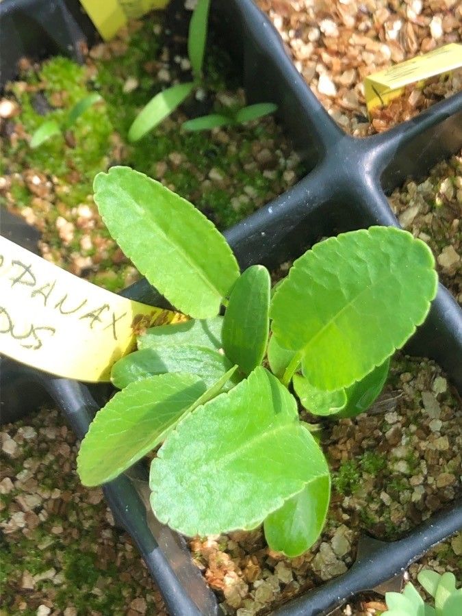 Opopanax hispidus — related species from the same genus