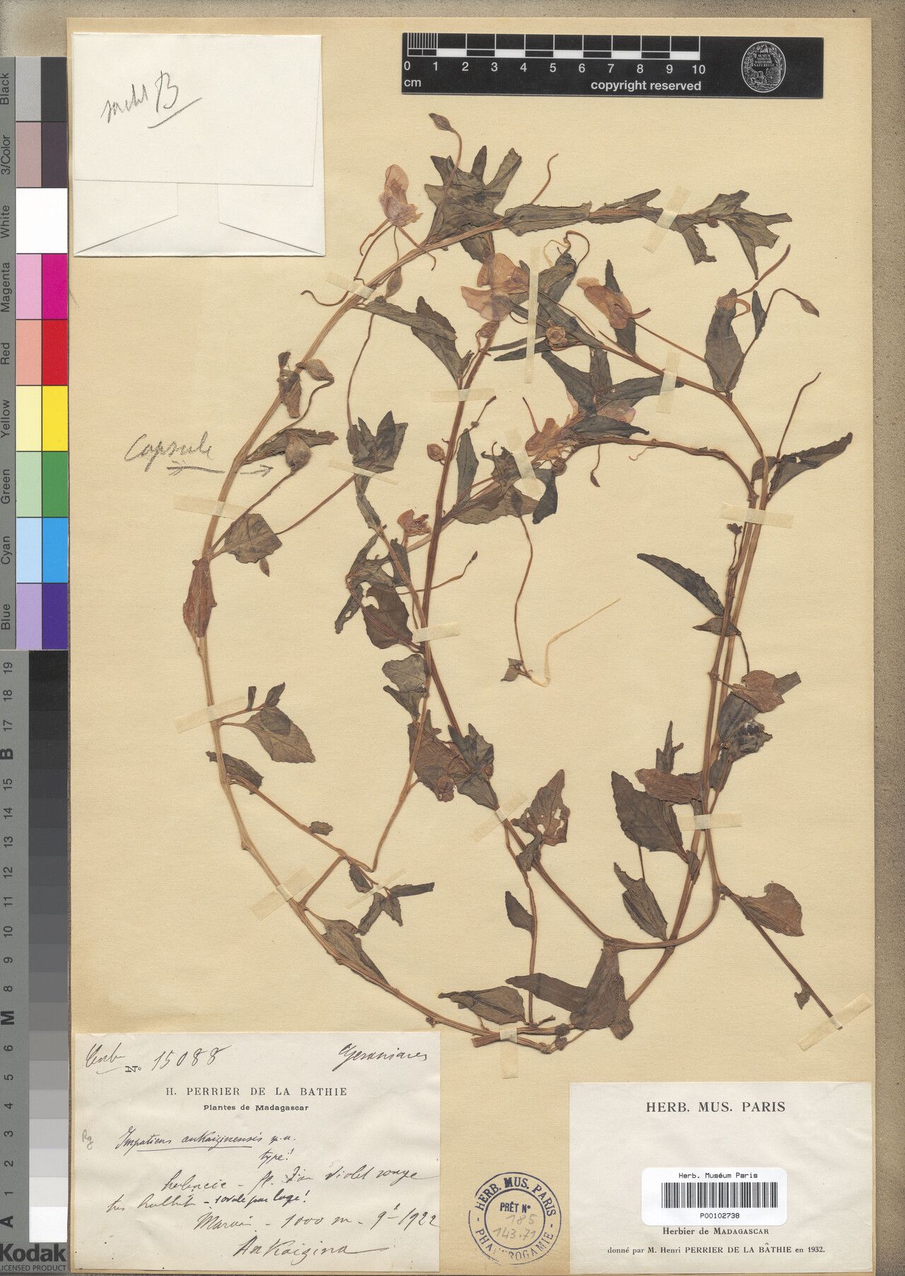 Impatiens ankaizinensis — houseplant care guide