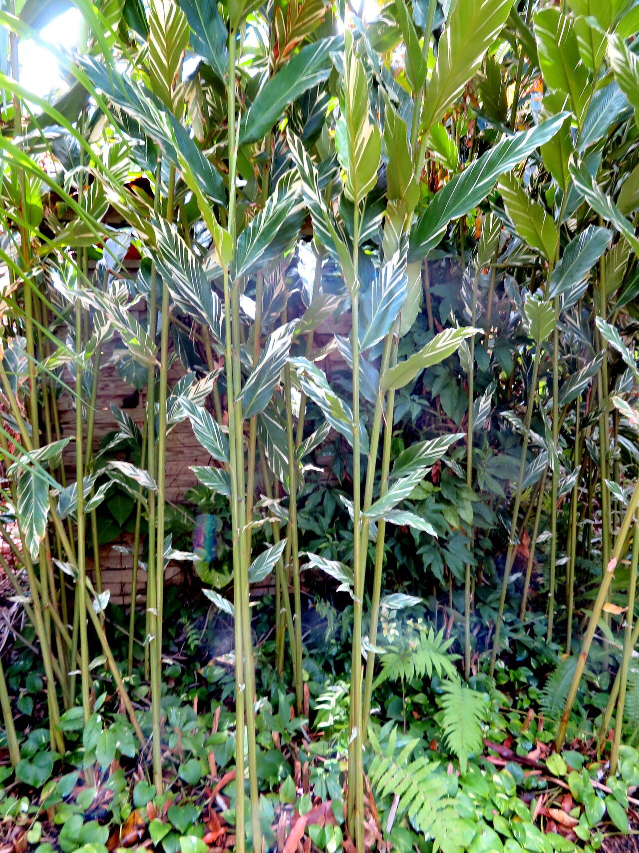 Alpinia vittata habit