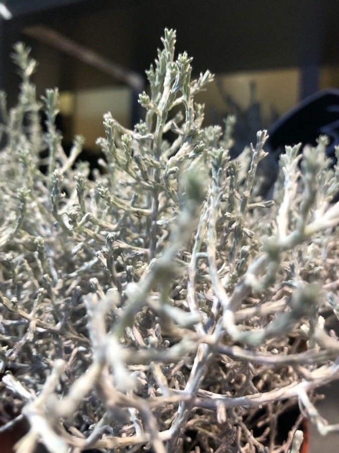 Calocephalus lacteus — houseplant care guide