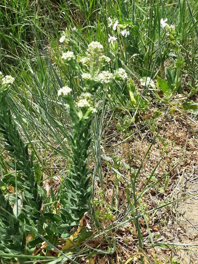 Lepidium heterophyllum leaf