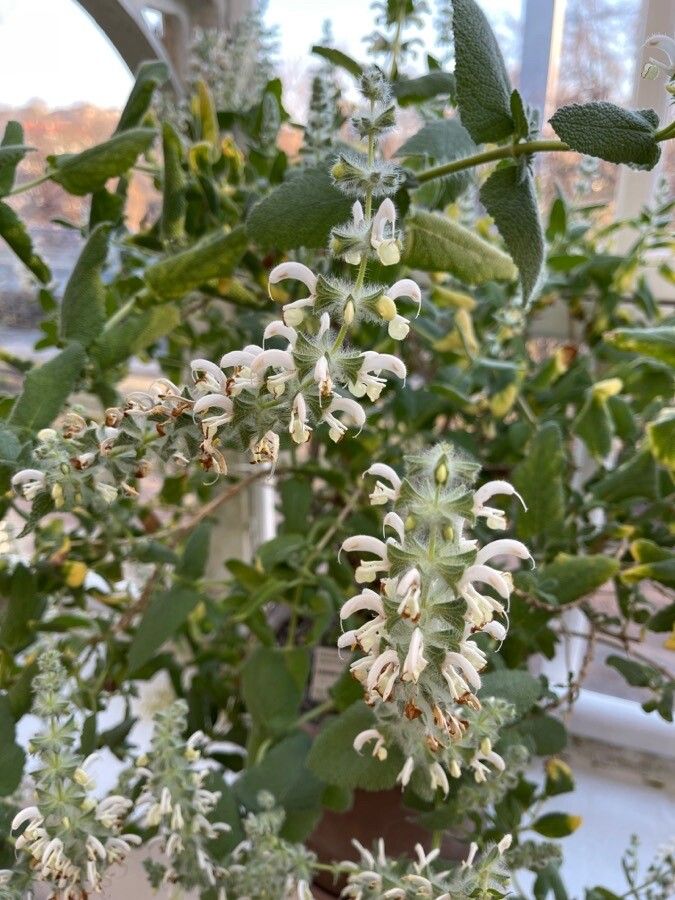Salvia dominica flower