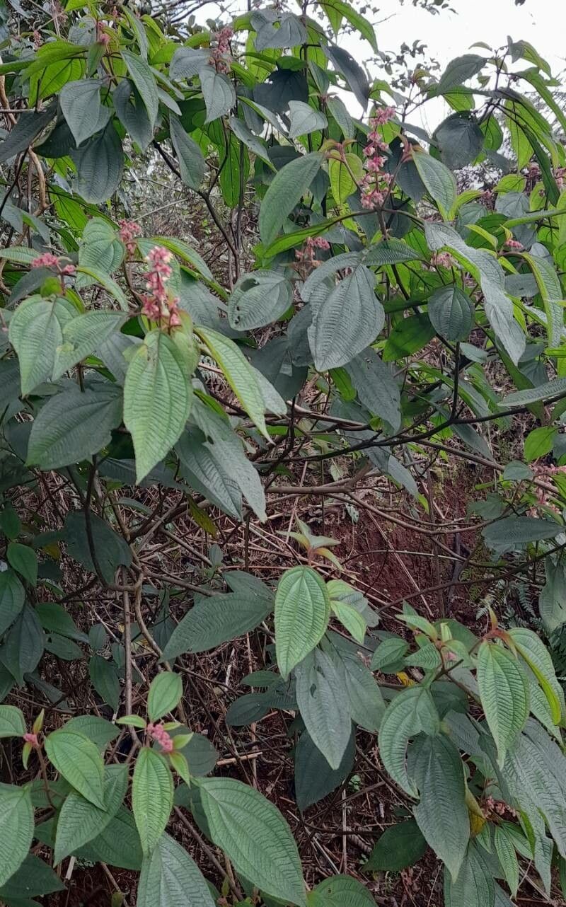 Leandra balansae habit