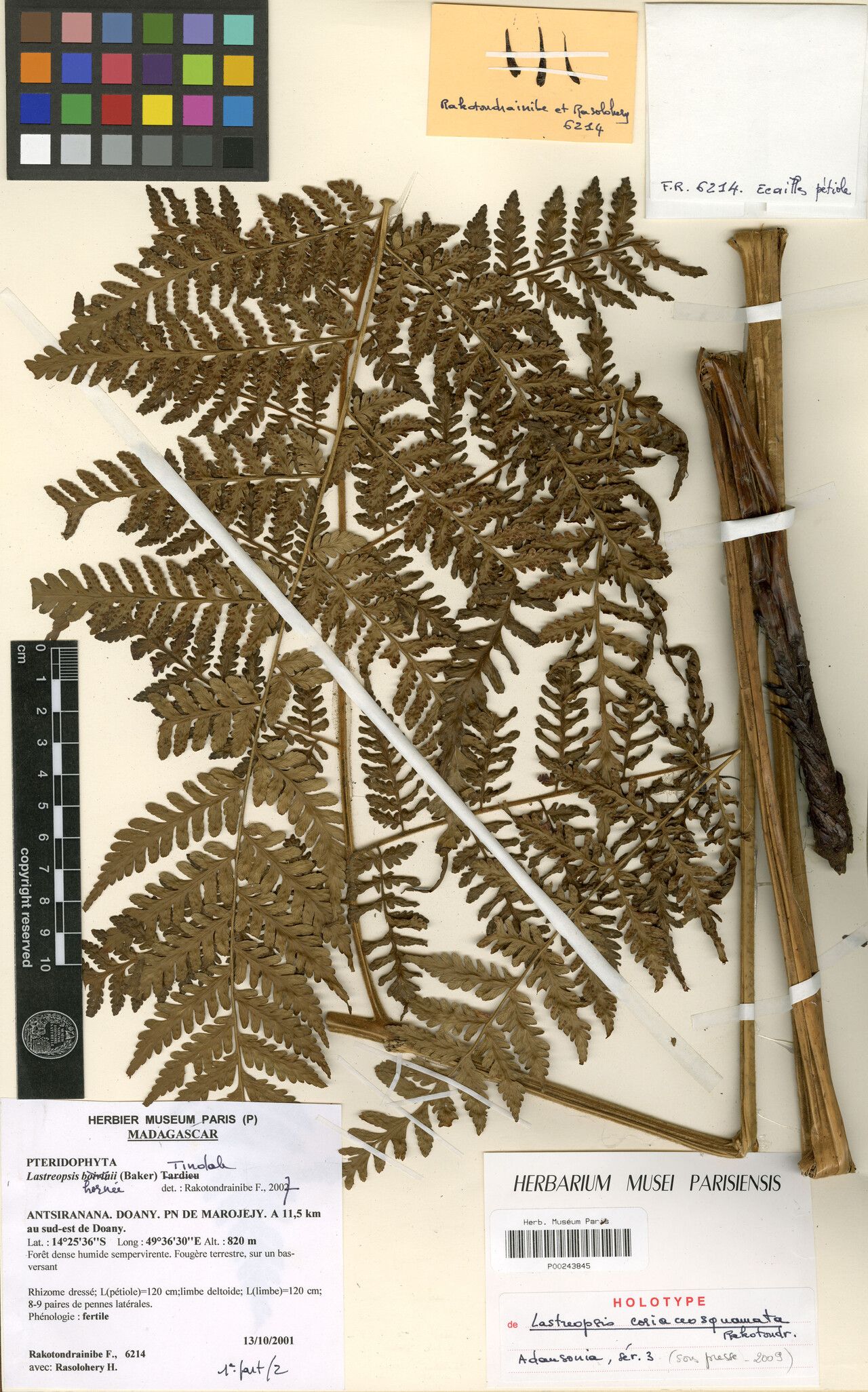 Parapolystichum coriaceosquamatum — related species from the same genus