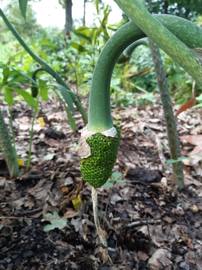 Arisaema consanguineum fruit
