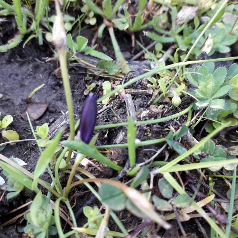 Romulea requienii fruit