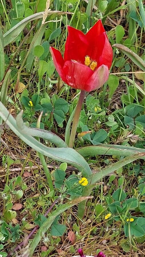 Tulipa orphanidea — search result for 'Liliaceae'