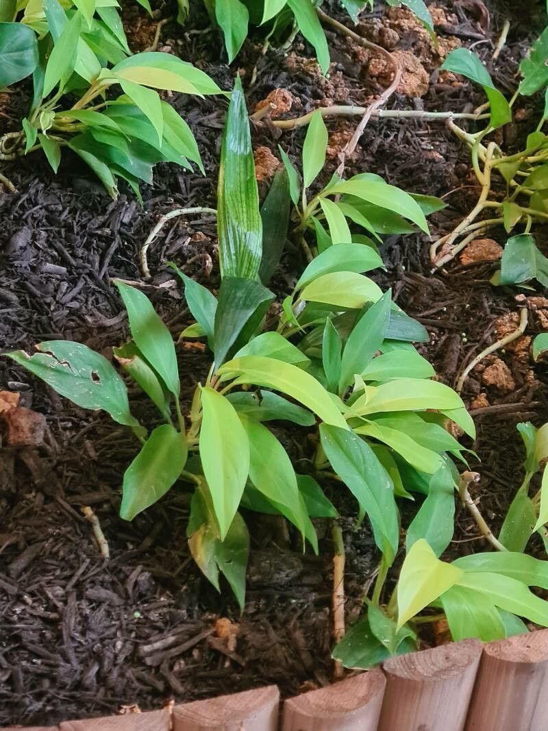 Orontium aquaticum leaf