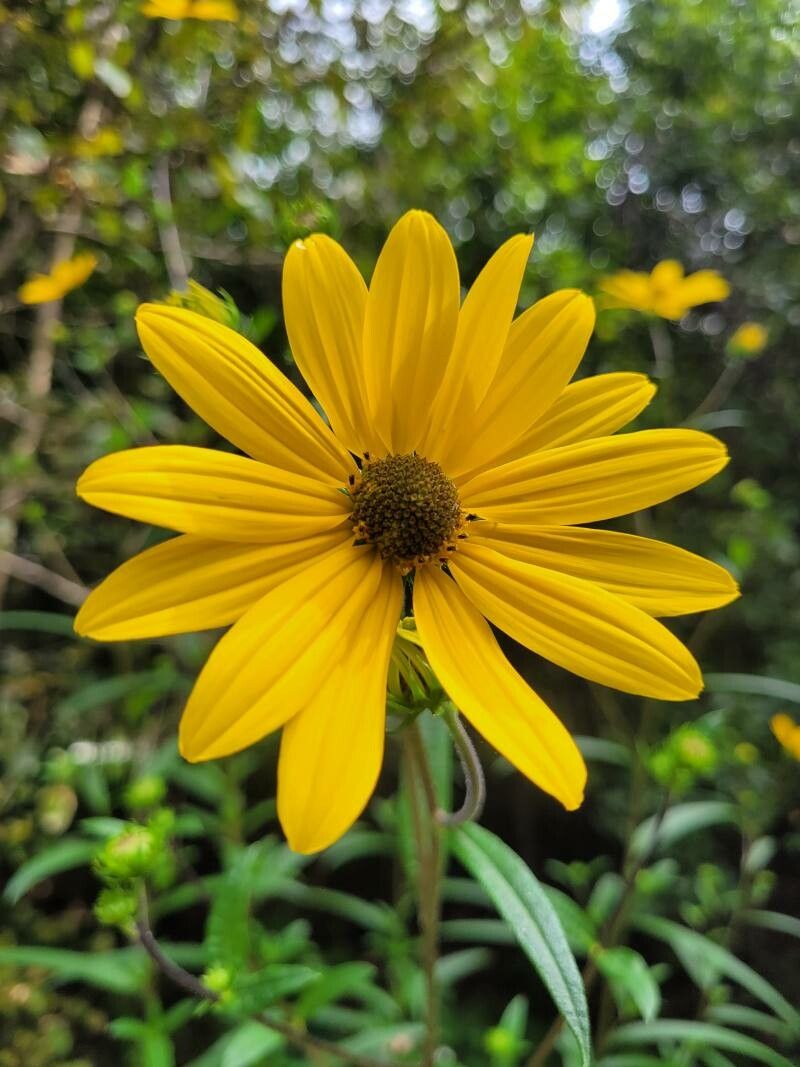 Helianthus angustifolius flower