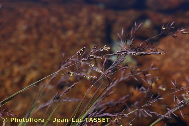 Festuca rivularis flower