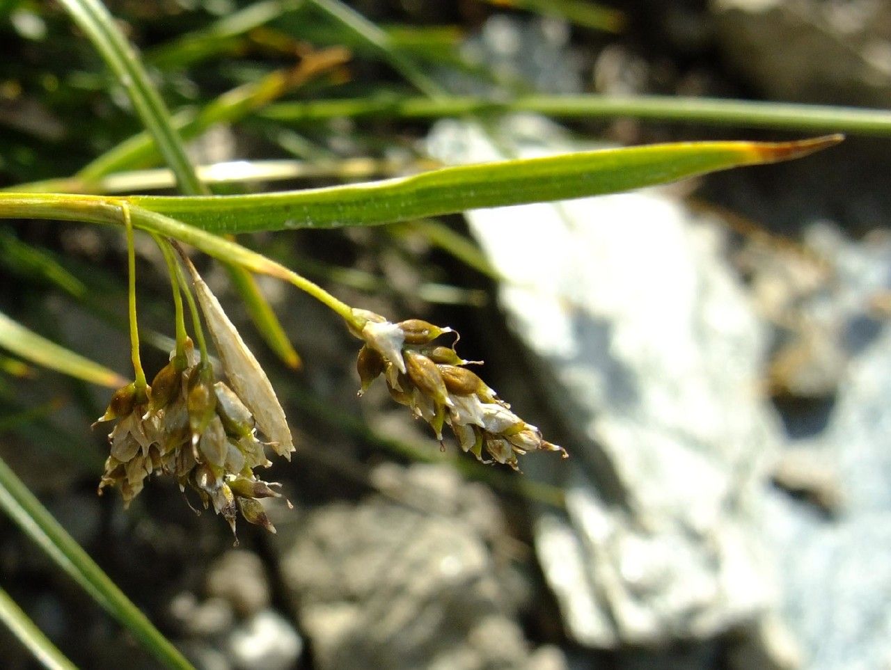 Carex capillaris flower