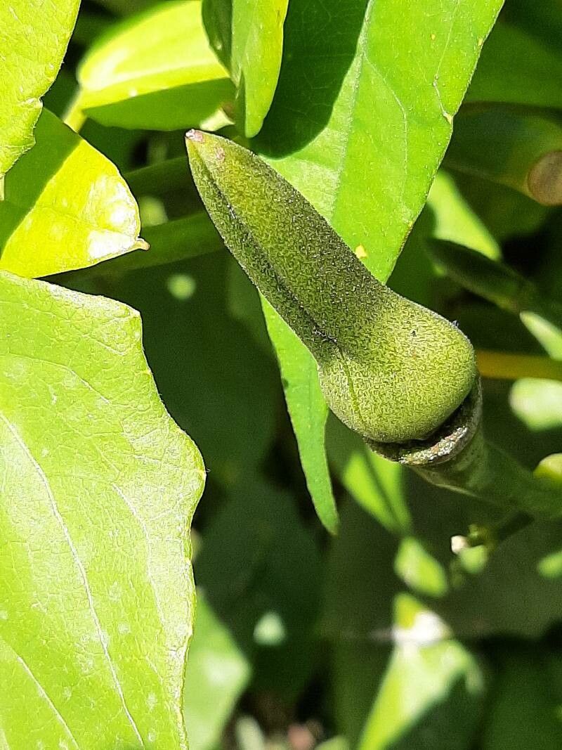 Thunbergia grandiflora fruit