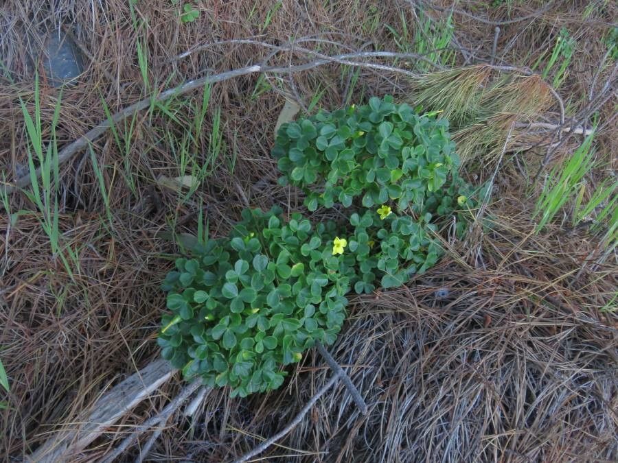 Oxalis megalorrhiza habit