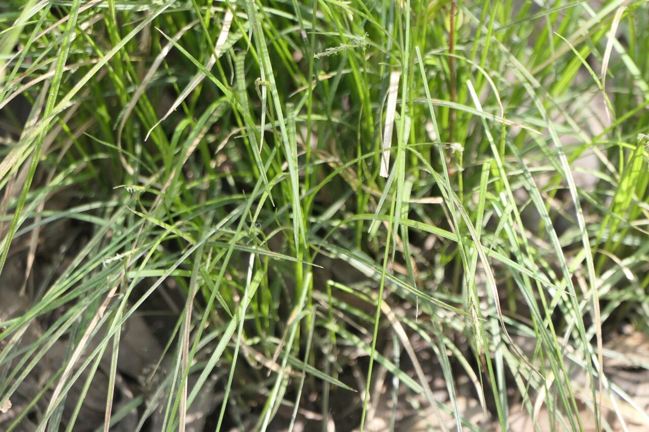 Carex bromoides — houseplant care guide