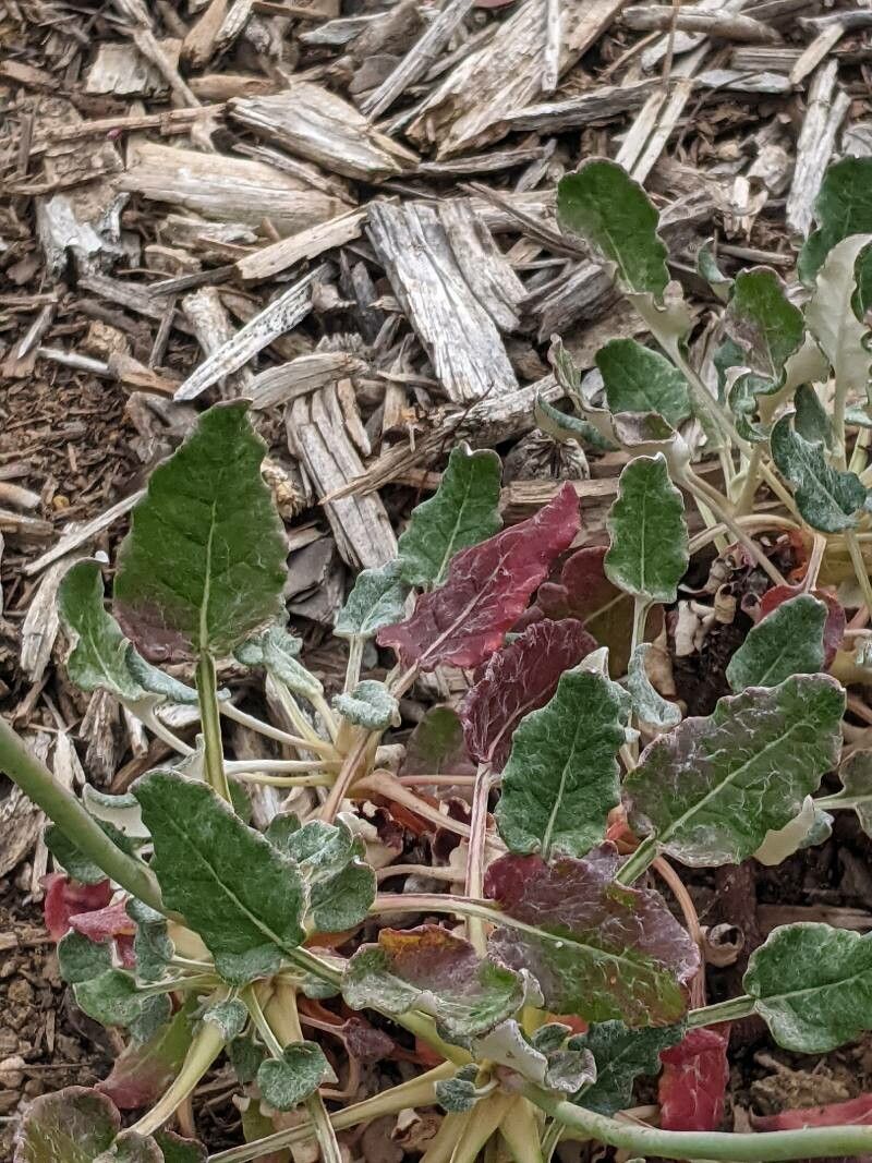 Eriogonum grande leaf