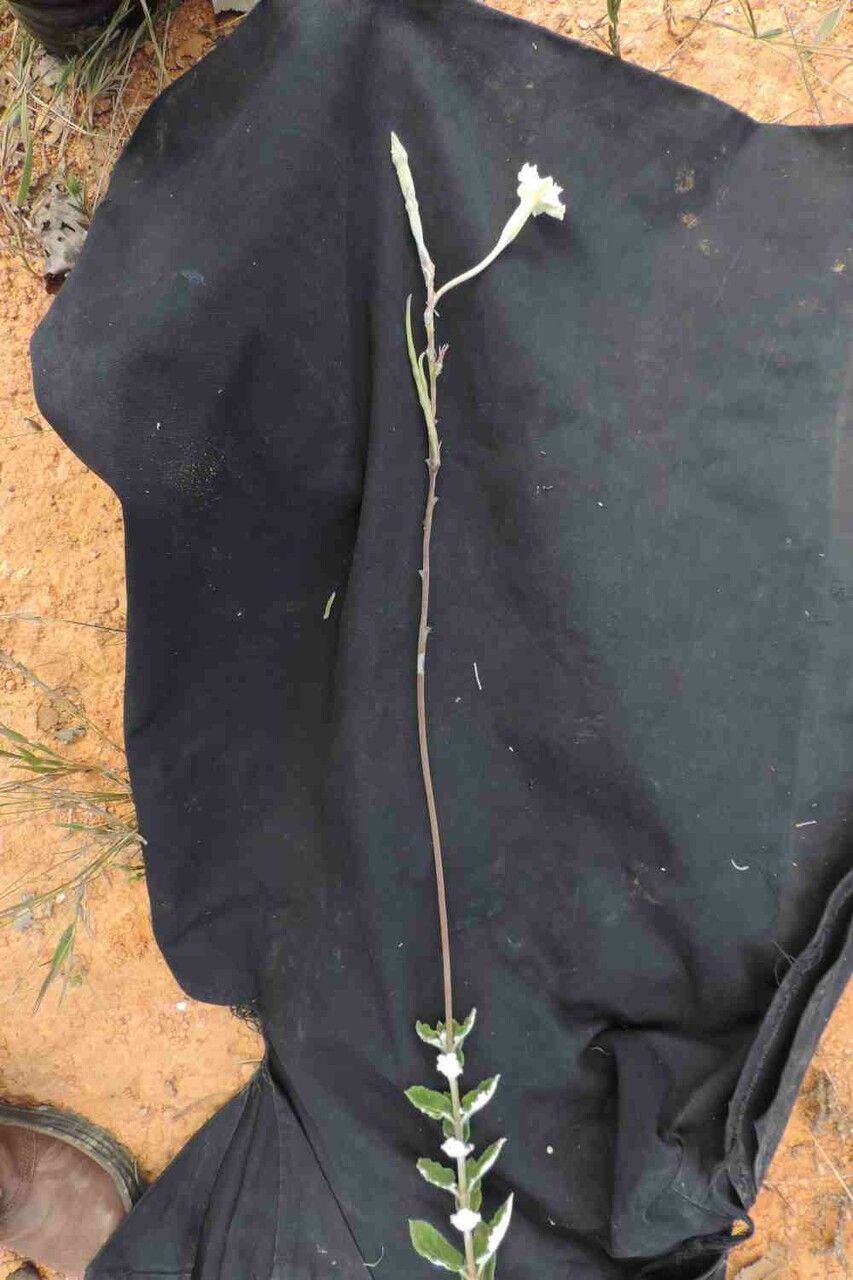 Mandevilla martii — houseplant care guide