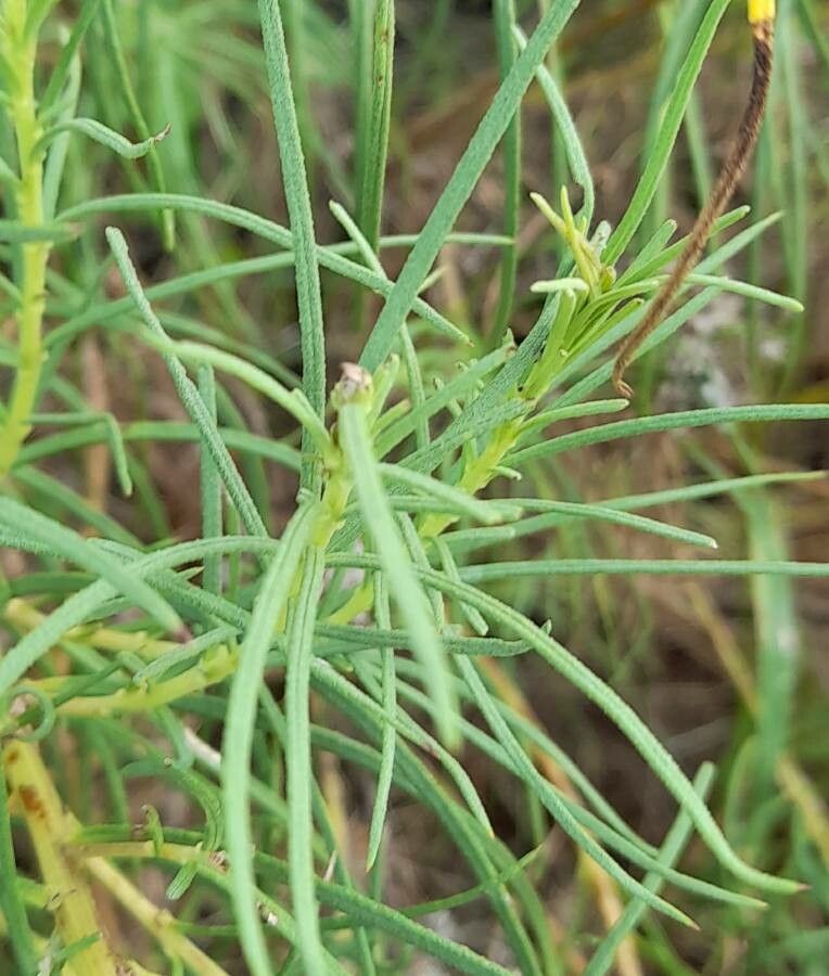 Vernonanthura nudiflora — houseplant care guide