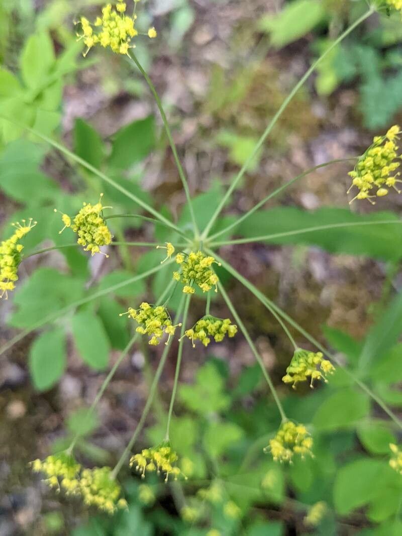 Taenidia integerrima flower