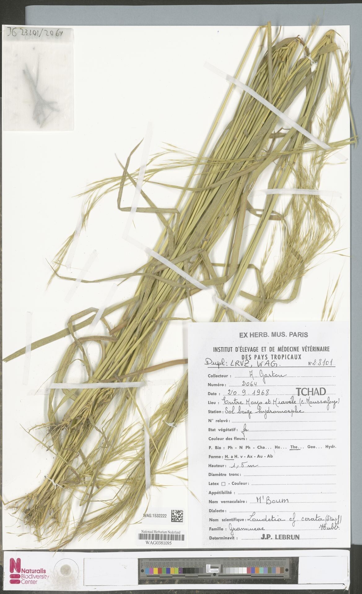 Loudetia cerata — related species from the same genus