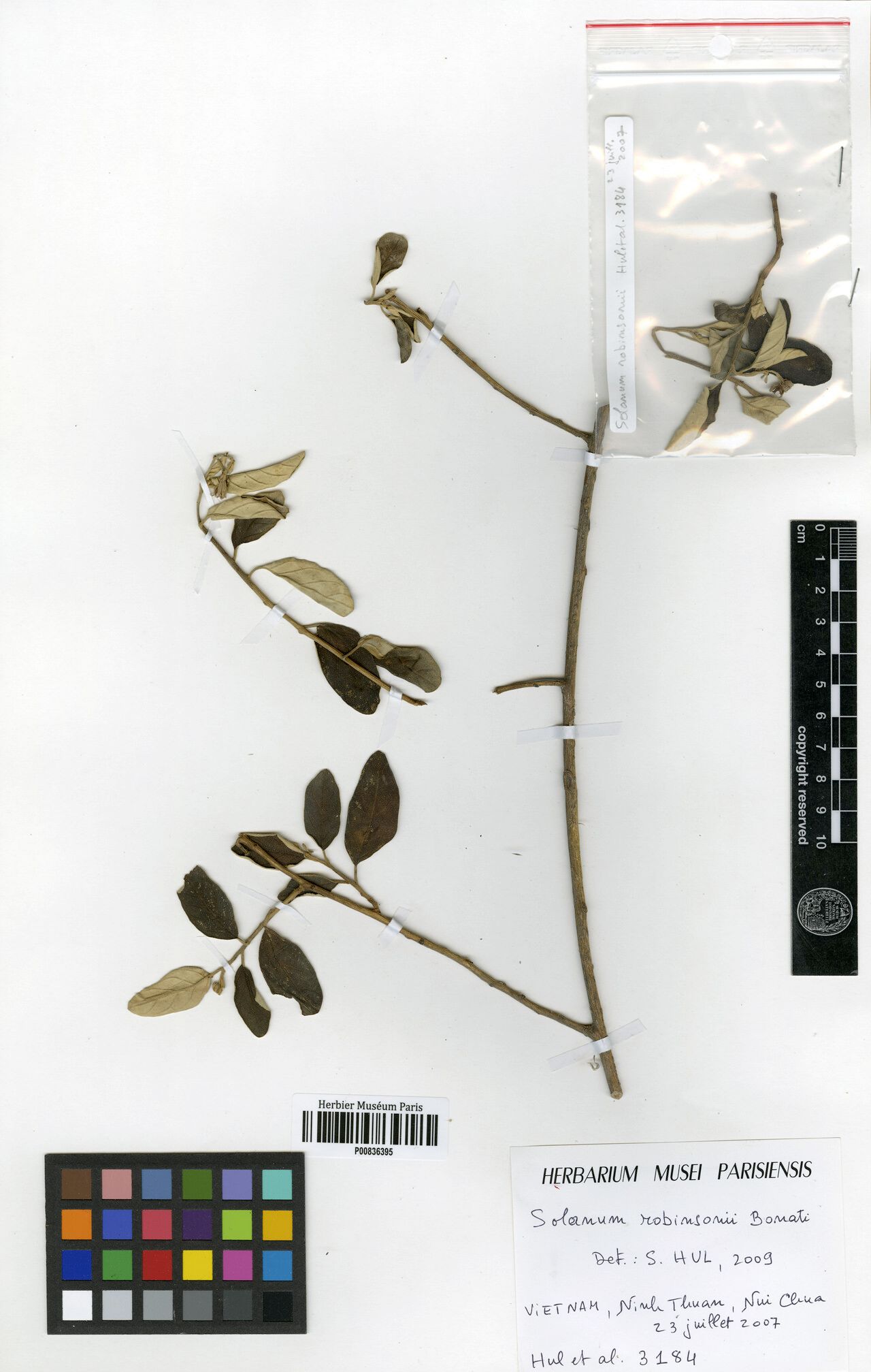 Solanum robinsonii — houseplant care guide