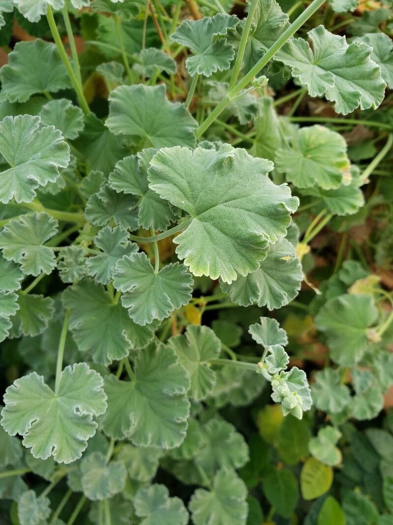 Pelargonium × fragrans leaf
