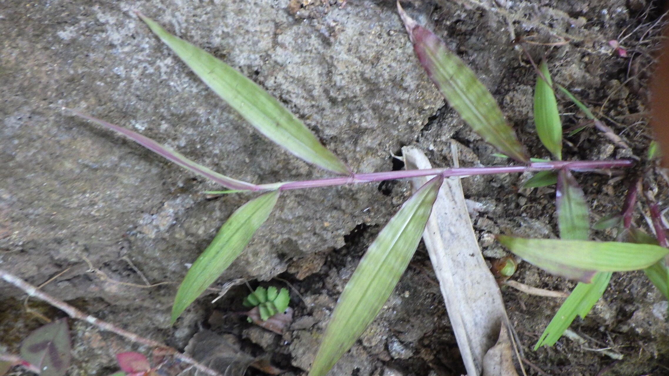 Paspalum nutans — search result for 'Paspalum'